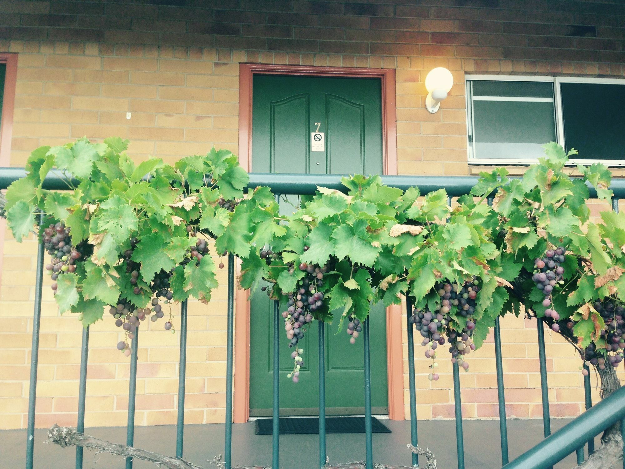 The Vines Motel & Cottages Stanthorpe Dış mekan fotoğraf